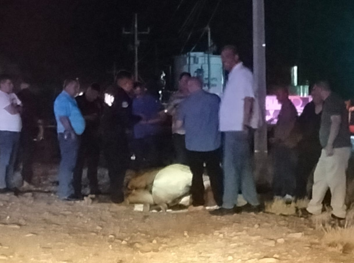 Consternación Por El Caballo